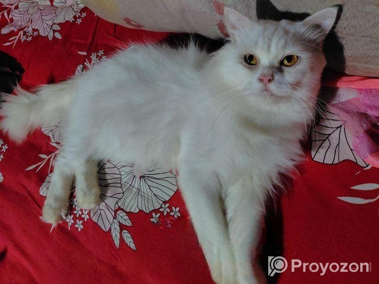 Traditional persian Adult male