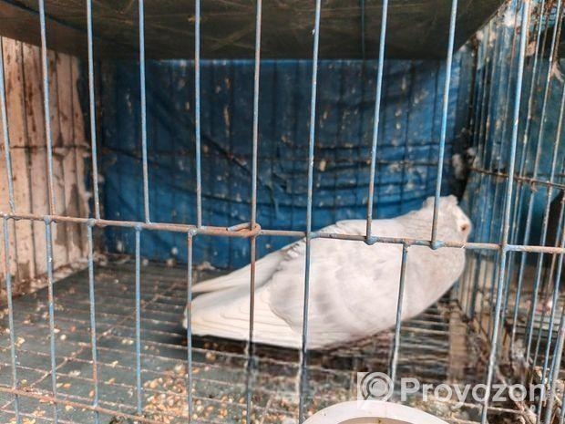 কবুতর বিক্রয়