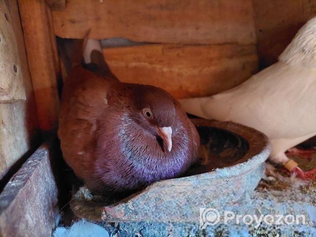 রানিং কবুতর