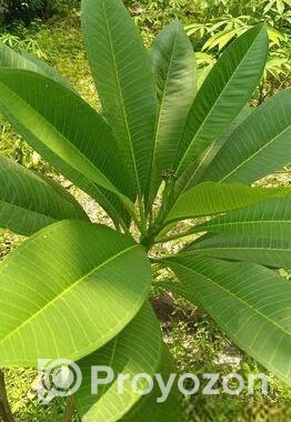 আমরুপালি লেবু গাছের চারা