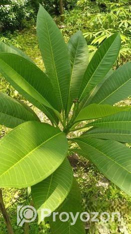 আমরুপালি লেবু গাছের চারা