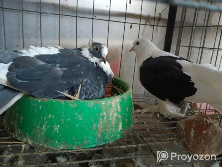 Peshoari 2 madi kobutor