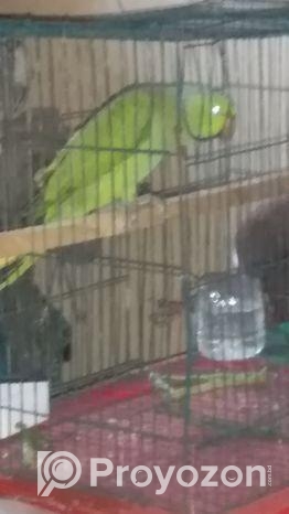 টিয়া পাখি