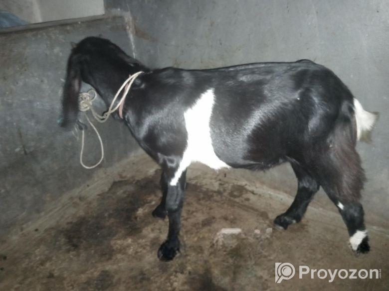 খাশি ছাগল বাচ্চা