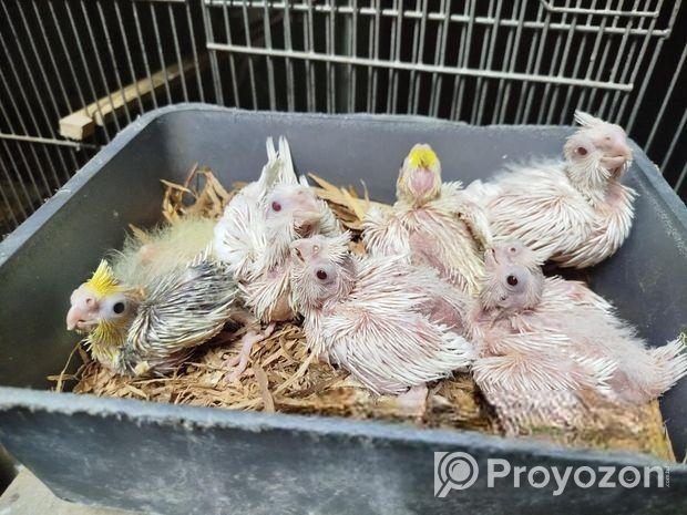 ককাটেল টেম সাইজ বেবি