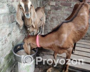 fitted-63_2025-10-21_10-33-19