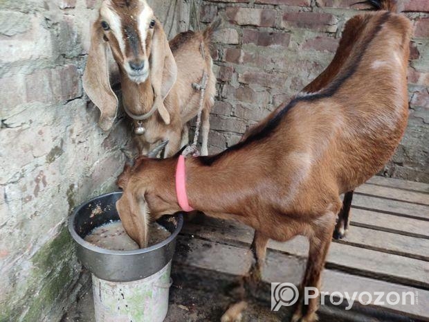 মা ও বাচ্চা সহ যমুনাপাড়ি ছাগী