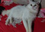Traditional persian Adult male