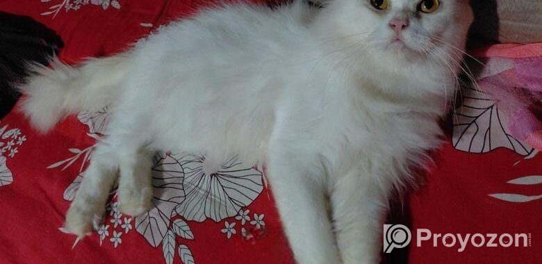 Traditional persian Adult male