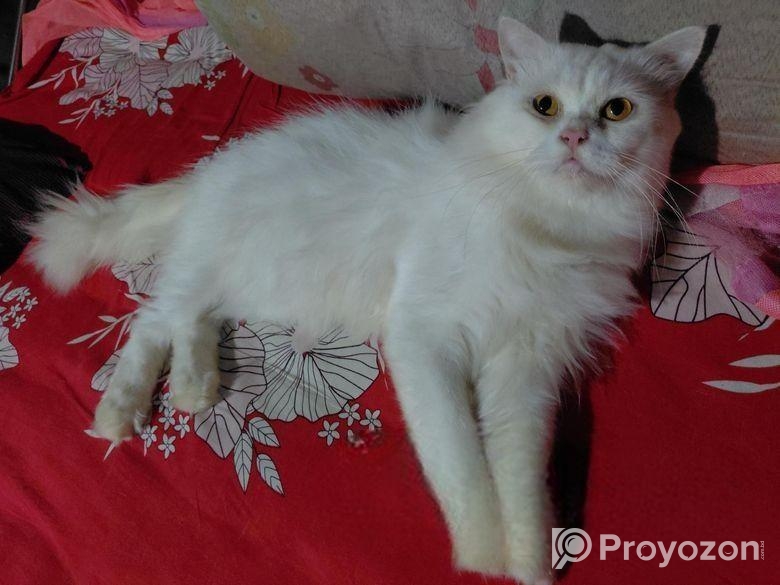 Traditional persian Adult male