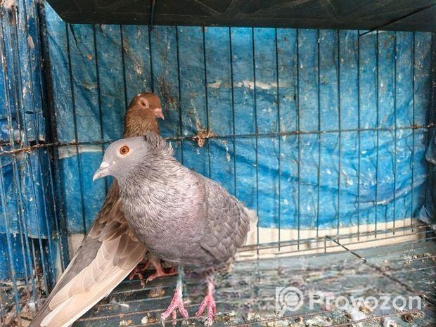 কবুতর বিক্রয়