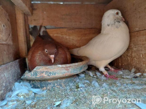 রানিং কবুতর