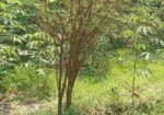 আমরুপালি লেবু গাছের চারা