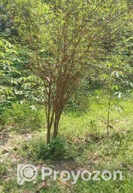 আমরুপালি লেবু গাছের চারা
