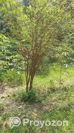 আমরুপালি লেবু গাছের চারা