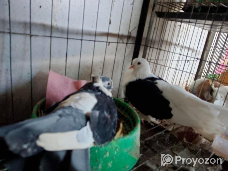 Peshoari 2 madi kobutor