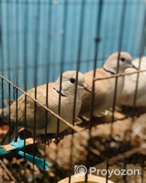 গ্রে রিংনেক ঘুঘু