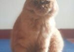 Cat For Sell