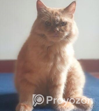 Cat For Sell