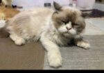 Triple code persian cat