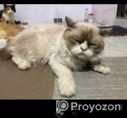 Triple code persian cat