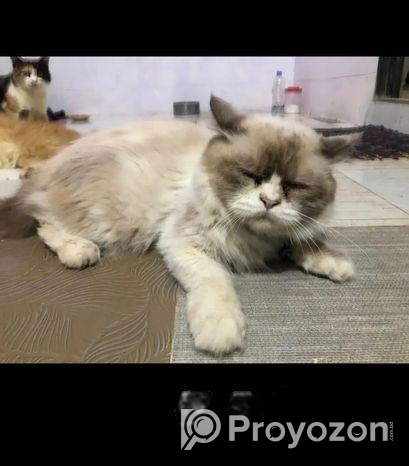 Triple code persian cat