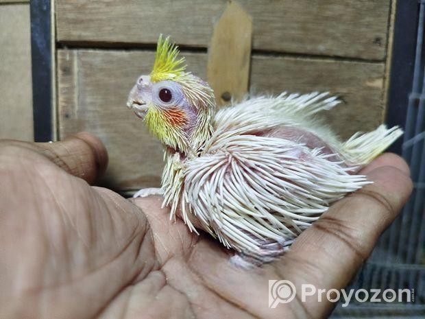 ককাটেল টেম সাইজ বেবি