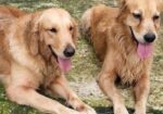 Golden retriever pair