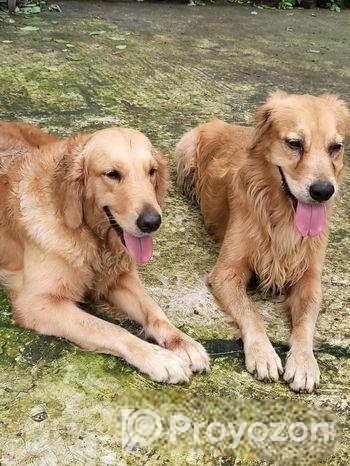 Golden retriever pair