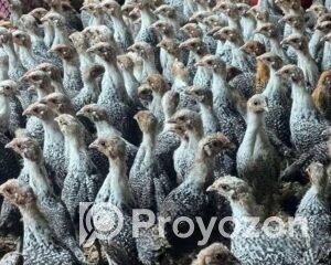 fitted-64_2025-10-21_17-53-57