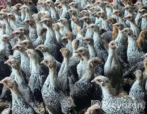 এক মাসের মিশরীয় ফাউমি মুরগির বাচ্চা