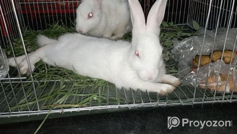 ১ টি মেয়ে ও একটি ছেলে খরগোশ