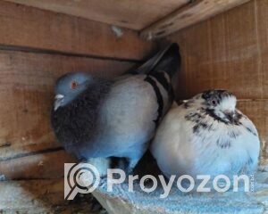 fitted-64_2025-10-30_10-43-39