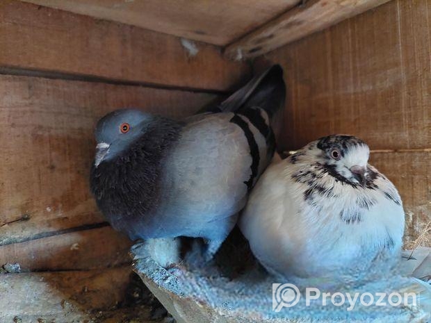 রানিং কবুতর