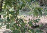 আমরুপালি লেবু গাছের চারা