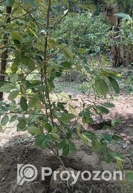 আমরুপালি লেবু গাছের চারা