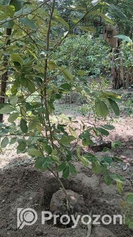 আমরুপালি লেবু গাছের চারা