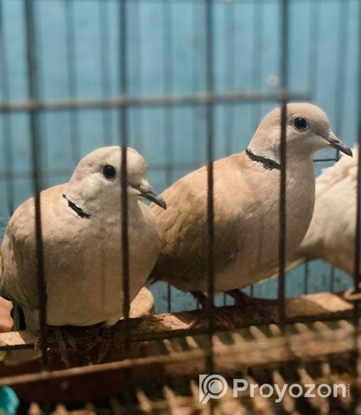 গ্রে রিংনেক ঘুঘু