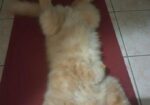 Cat For Sell
