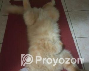 fitted-65_2025-10-08_11-37-01