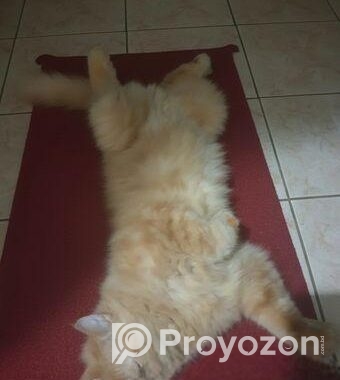 Cat For Sell