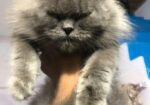 Triple code persian cat