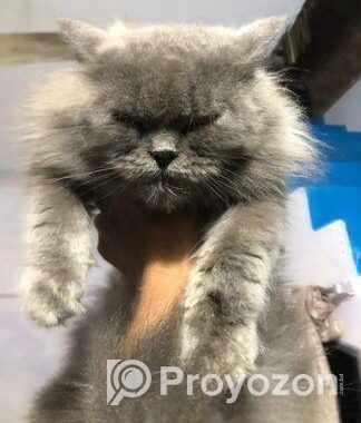 Triple code persian cat