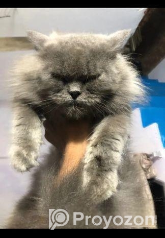 Triple code persian cat