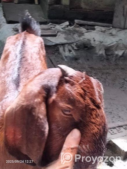 মেয়ে ছাগল