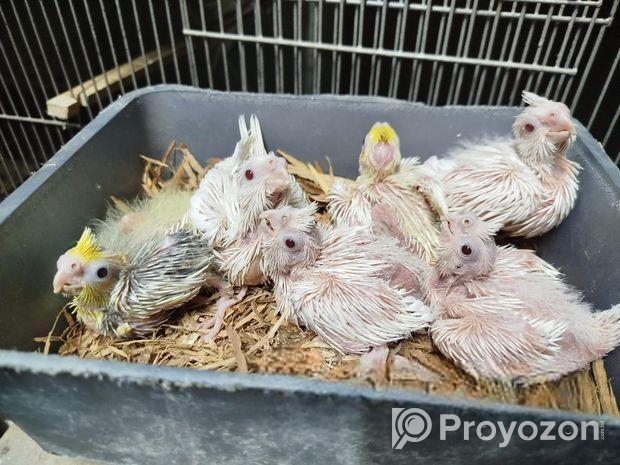 ককাটেল টেম সাইজ বেবি