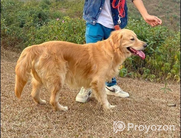 Golden retriever pair