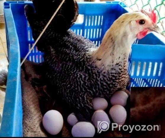 এক মাসের মিশরীয় ফাউমি মুরগির বাচ্চা