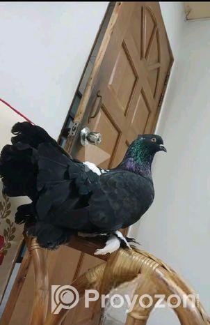 ময়ূর কবুতর (দুইটি নর)