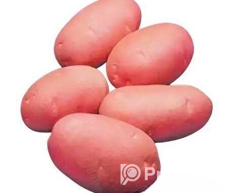 ফ্রেশ লাল আলু